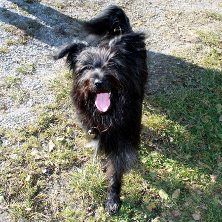 Hundetreffen 2011 im Allgäu (5)